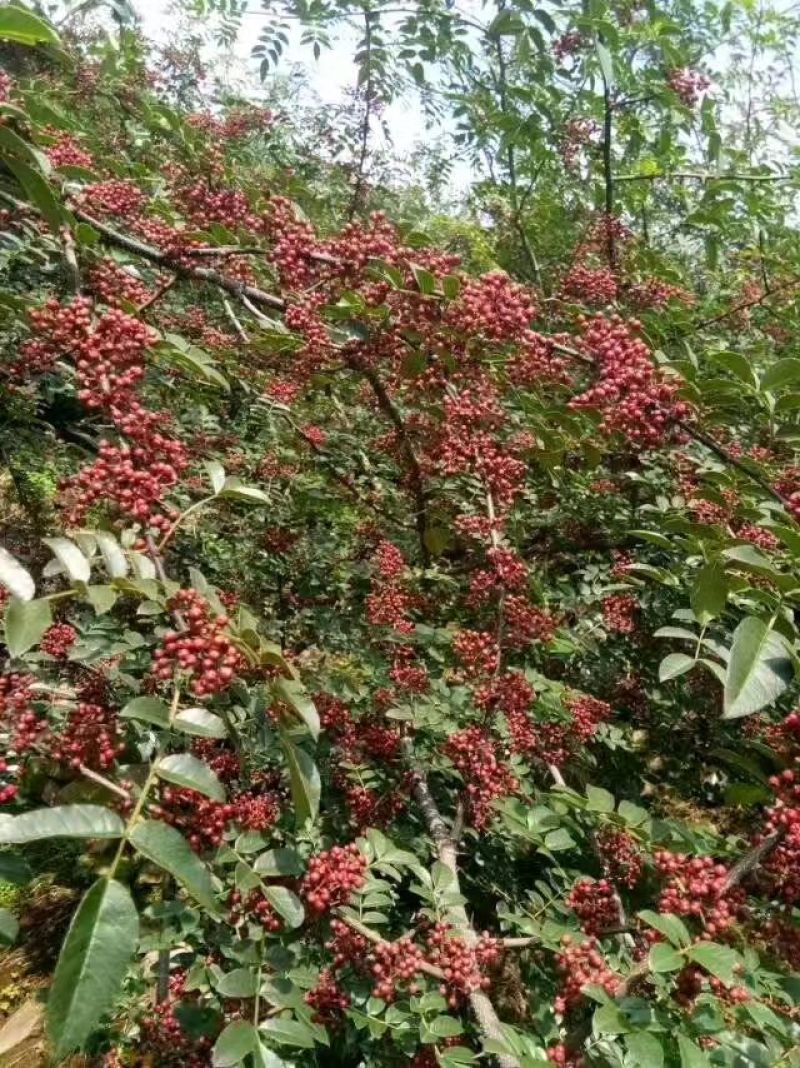 川椒特级鲜