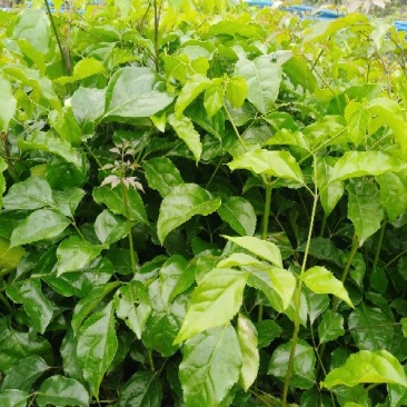 观叶绿宝苗，绿宝苗，菜豆苗，幸福树树苗