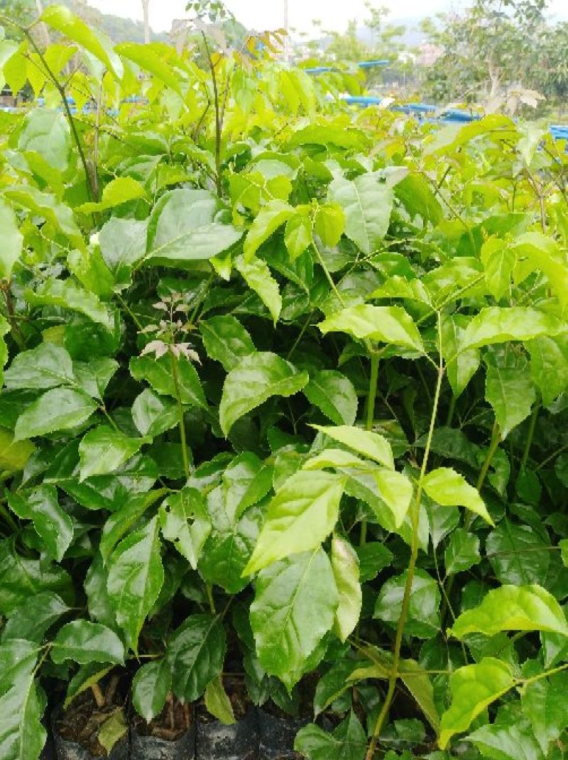 观叶绿宝苗，绿宝苗，菜豆苗，幸福树树苗
