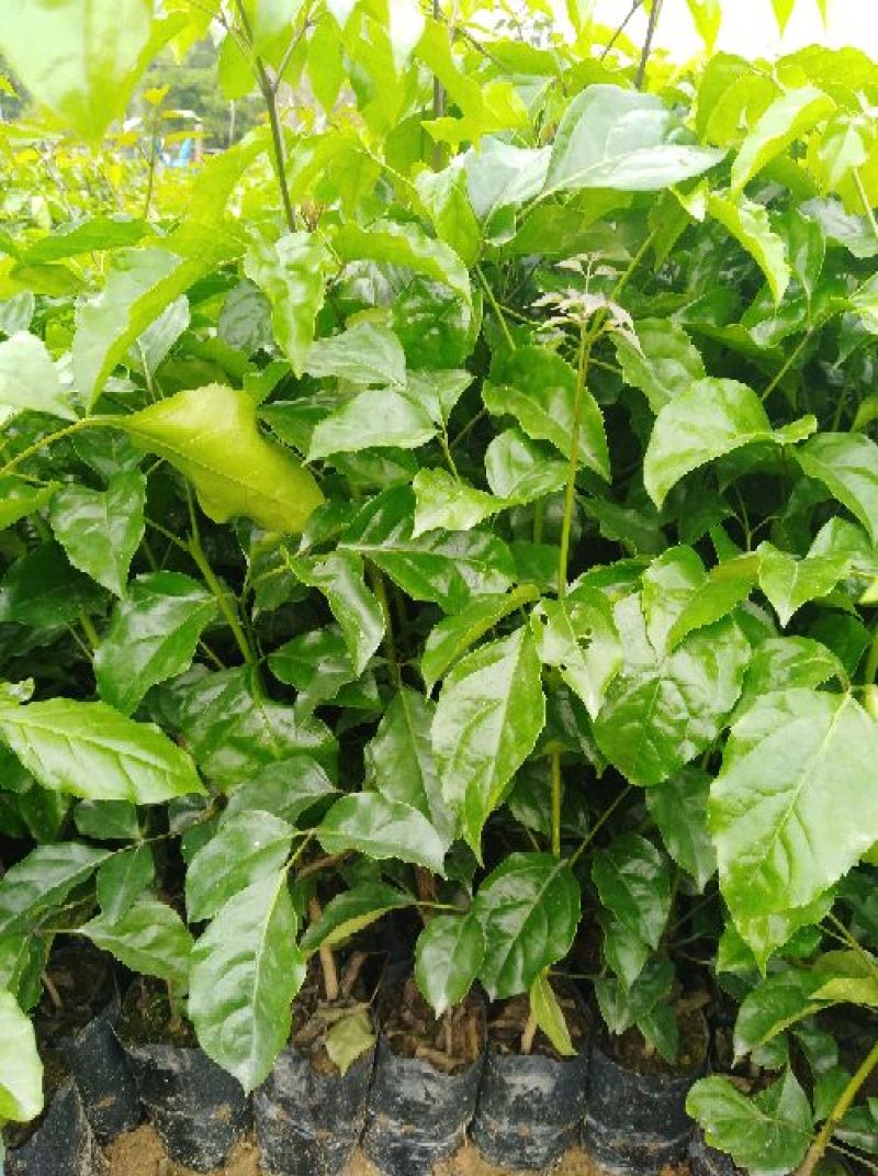 观叶绿宝苗，绿宝苗，菜豆苗，幸福树树苗