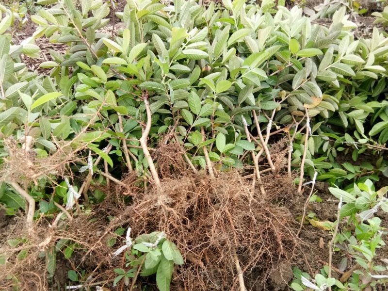 番石榴苗50~80cm