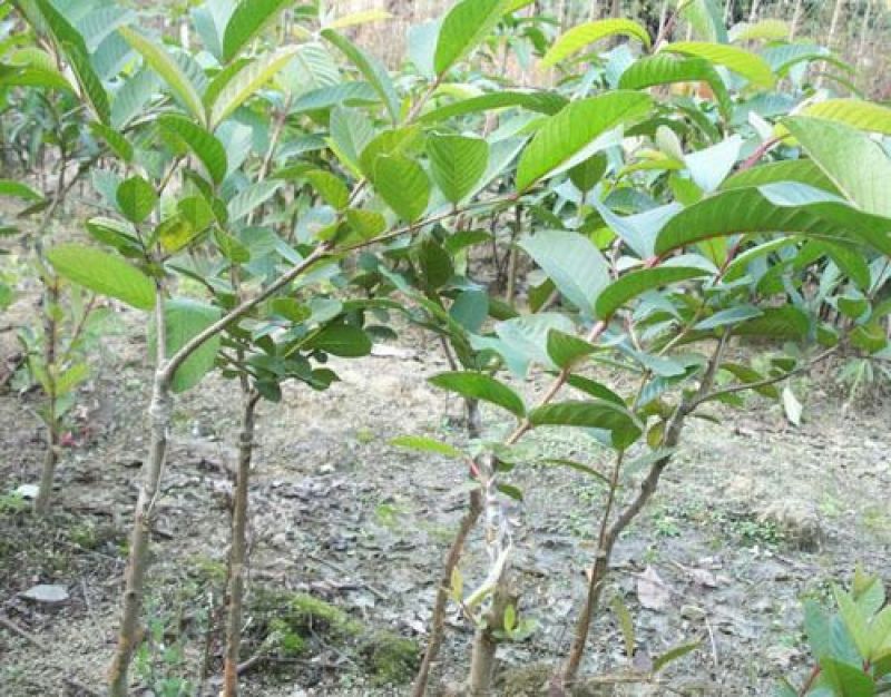 番石榴苗50~80cm