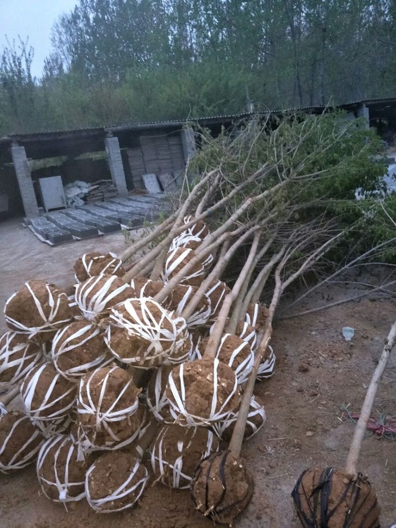 【五角枫】261~300cm基地直供保质保量全国发货量大