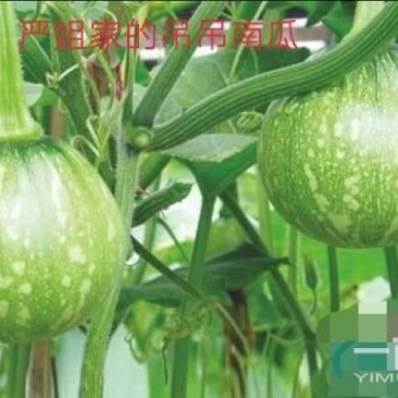 小南瓜4~6两扁圆形花皮小南瓜，丽水露天货，新苗