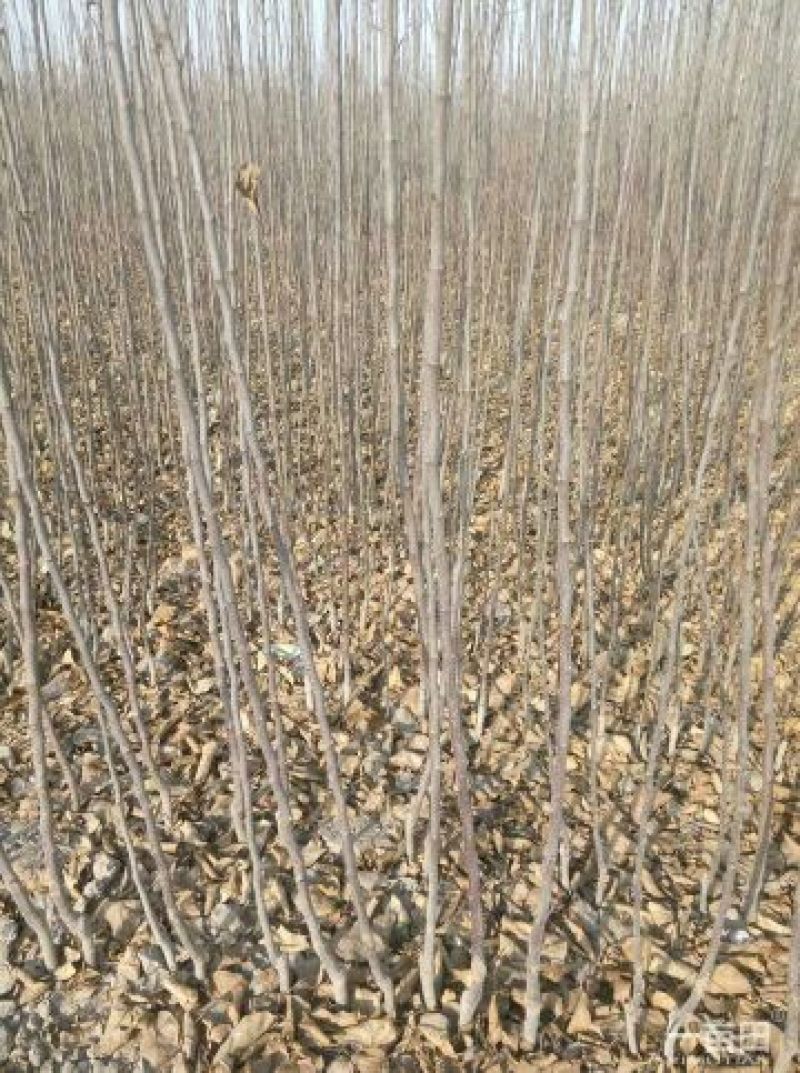 苹果苗，红富士苹果苗，短枝红富士