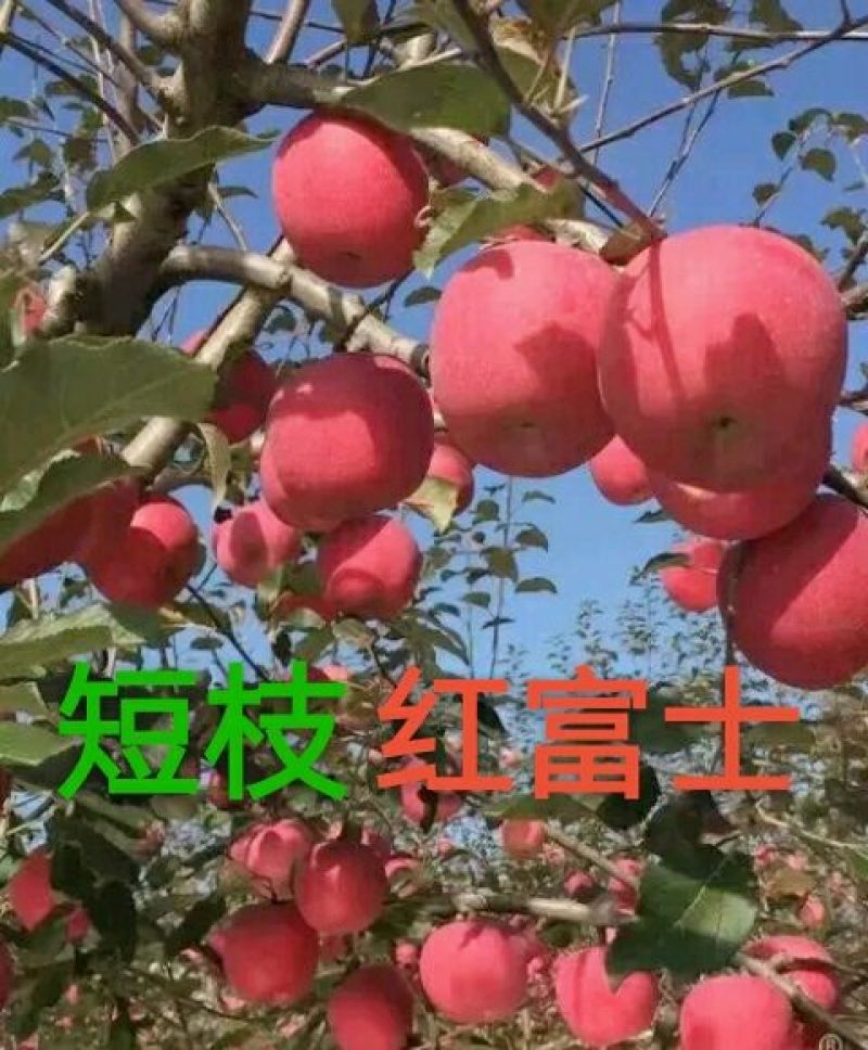 苹果苗，红富士苹果苗，短枝红富士
