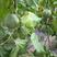 绿宝石甜瓜0.5斤以上量大从优莘县基地可实地考察