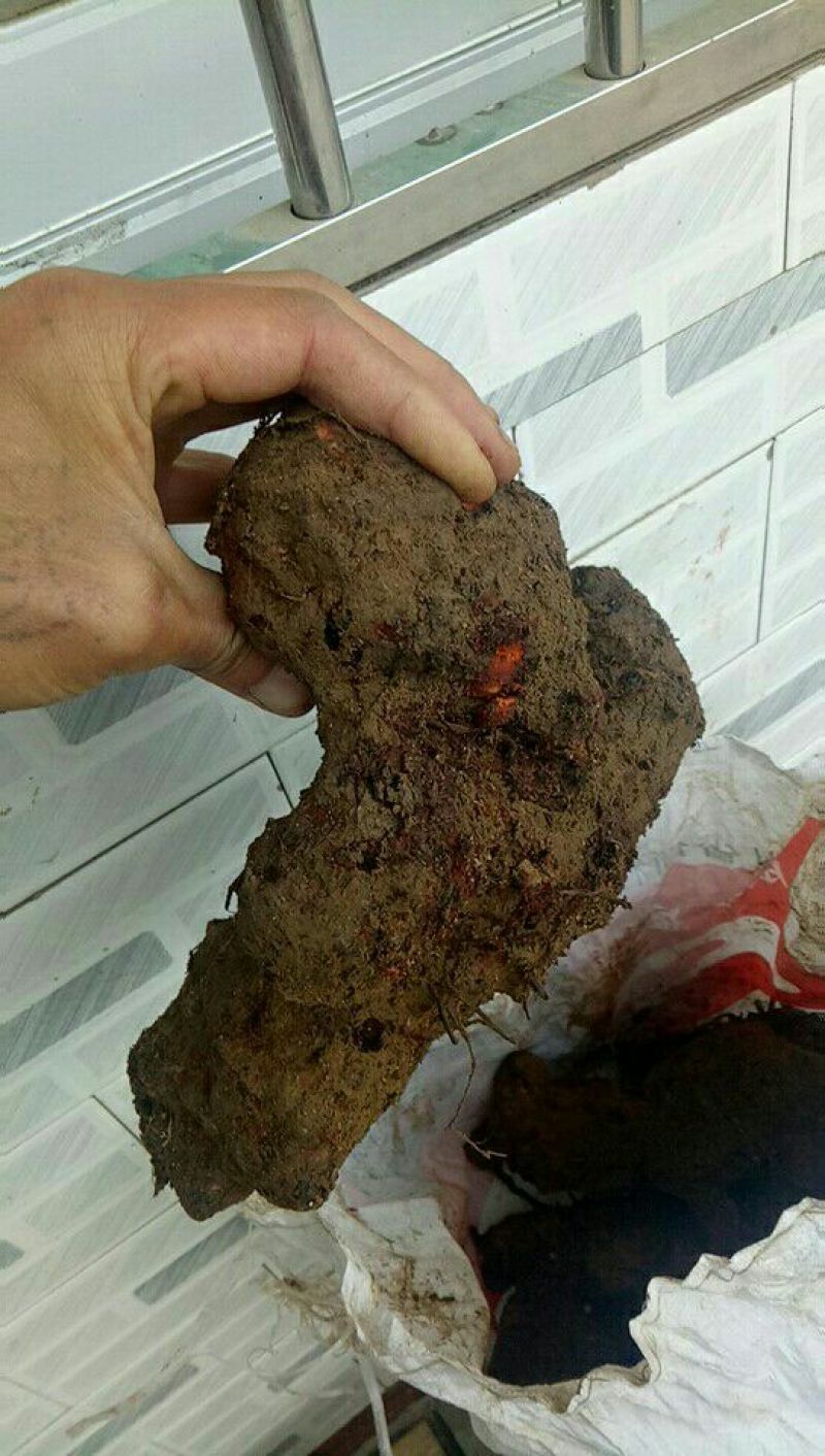 土茯苓统个，野生的，我们云南的就是变色龙，和两广的相比
