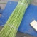 开封精品红帽杂交蒜薹精品50-60公分质量保障欢迎联系