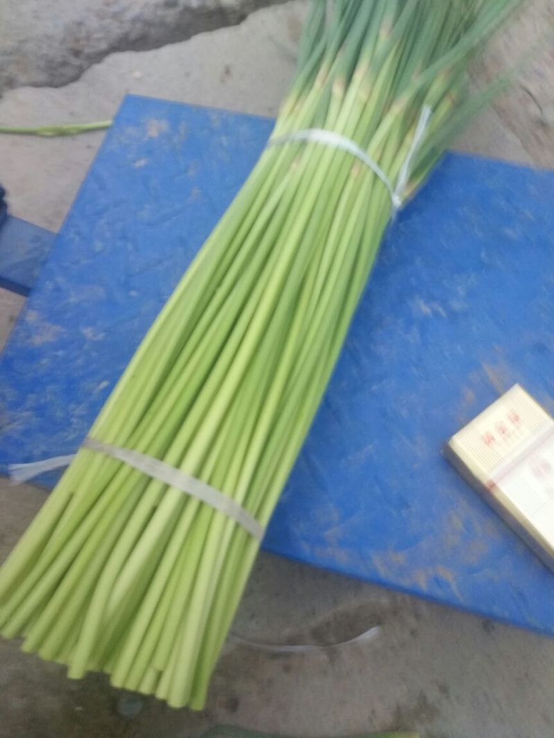 开封精品红帽杂交蒜薹精品50-60公分质量保障欢迎联系
