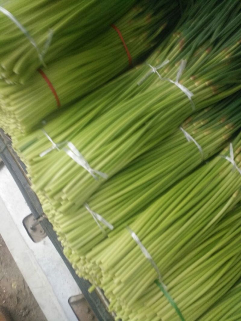 开封精品红帽杂交蒜薹精品50-60公分质量保障欢迎联系