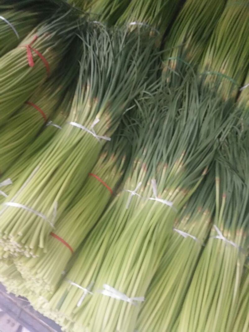 开封精品红帽杂交蒜薹精品50-60公分质量保障欢迎联系