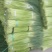 开封精品红帽杂交蒜薹精品50-60公分质量保障欢迎联系