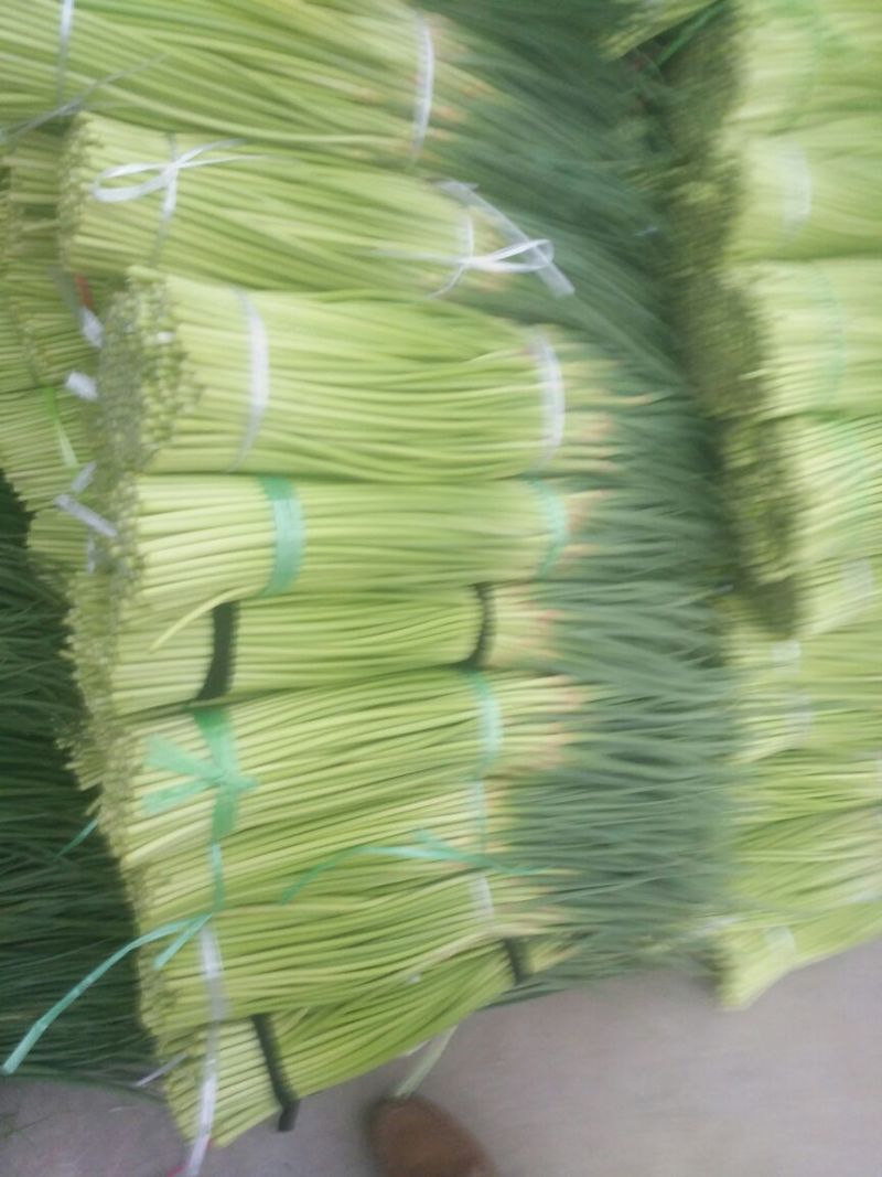 开封精品红帽杂交蒜薹精品50-60公分质量保障欢迎联系
