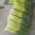 开封精品红帽杂交蒜薹精品50-60公分质量保障欢迎联系