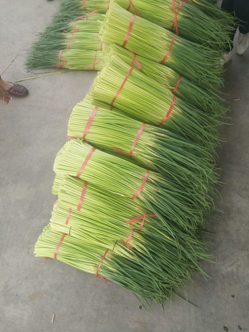开封精品红帽杂交蒜薹精品50-60公分质量保障欢迎联系