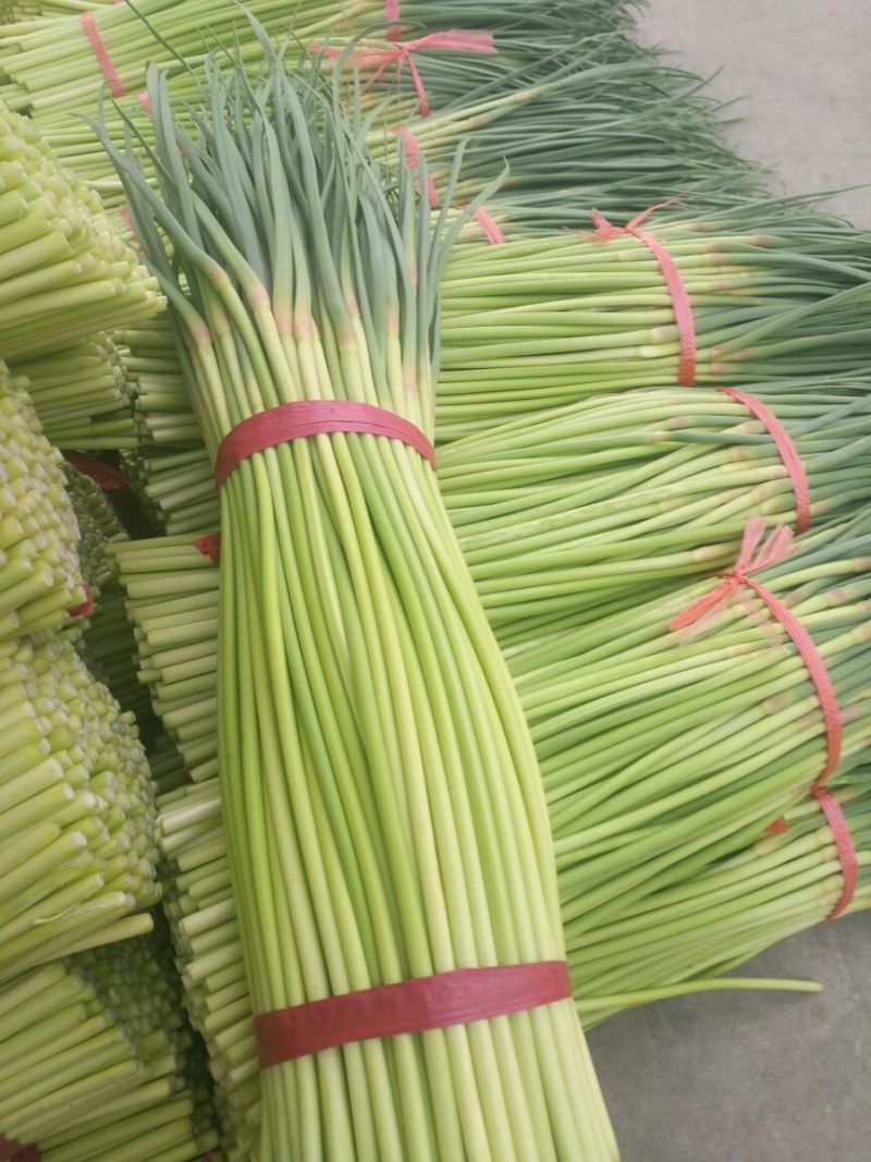 开封精品红帽杂交蒜薹精品50-60公分质量保障欢迎联系