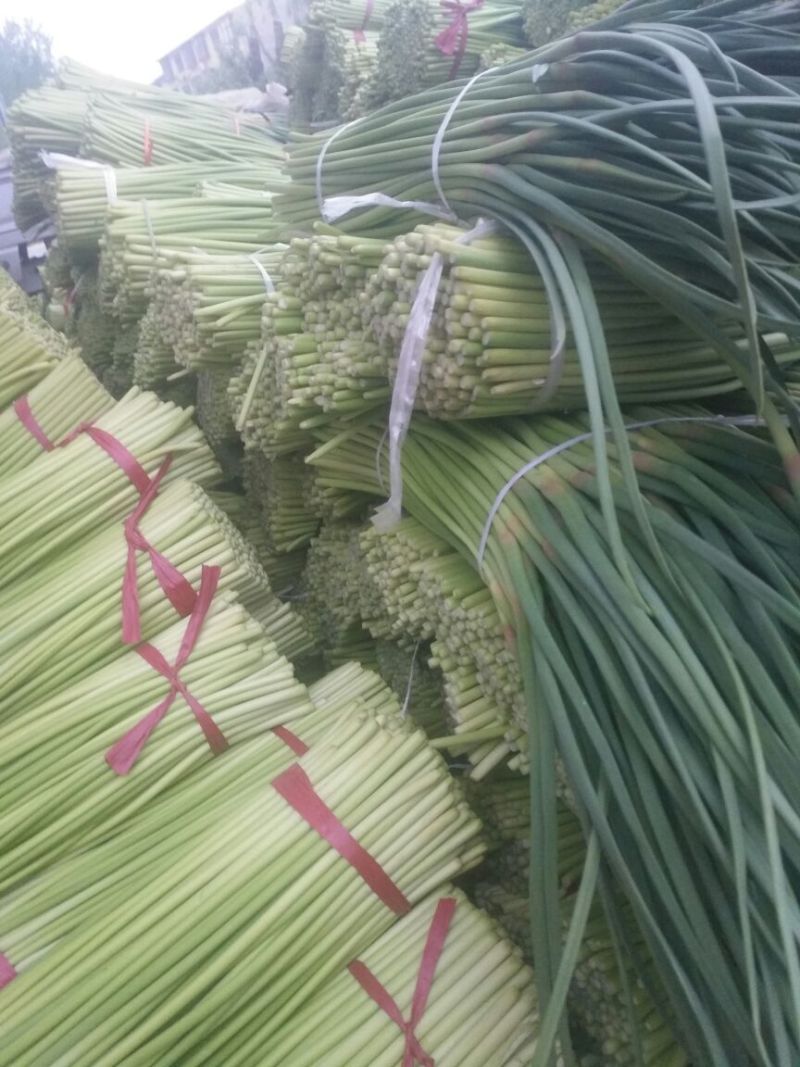 开封精品红帽杂交蒜薹精品50-60公分质量保障欢迎联系