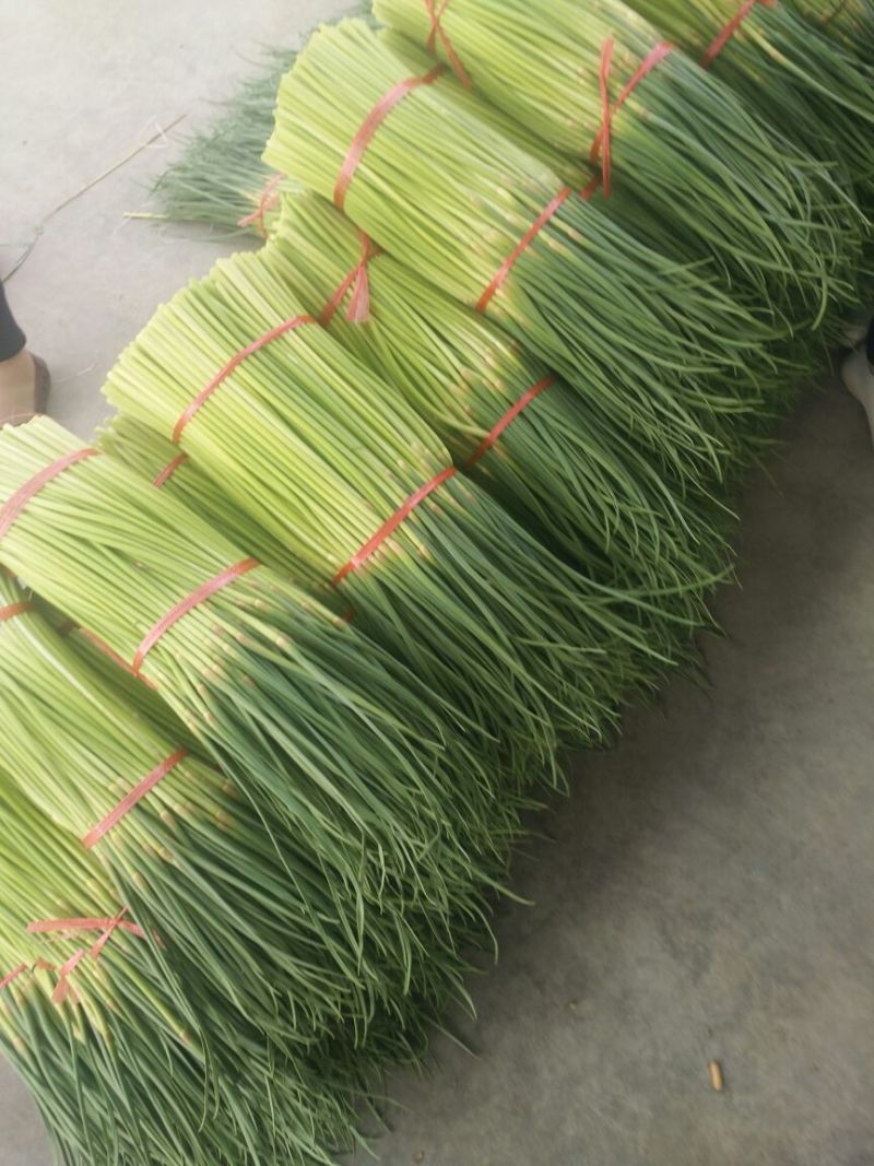 开封精品红帽杂交蒜薹精品50-60公分质量保障欢迎联系