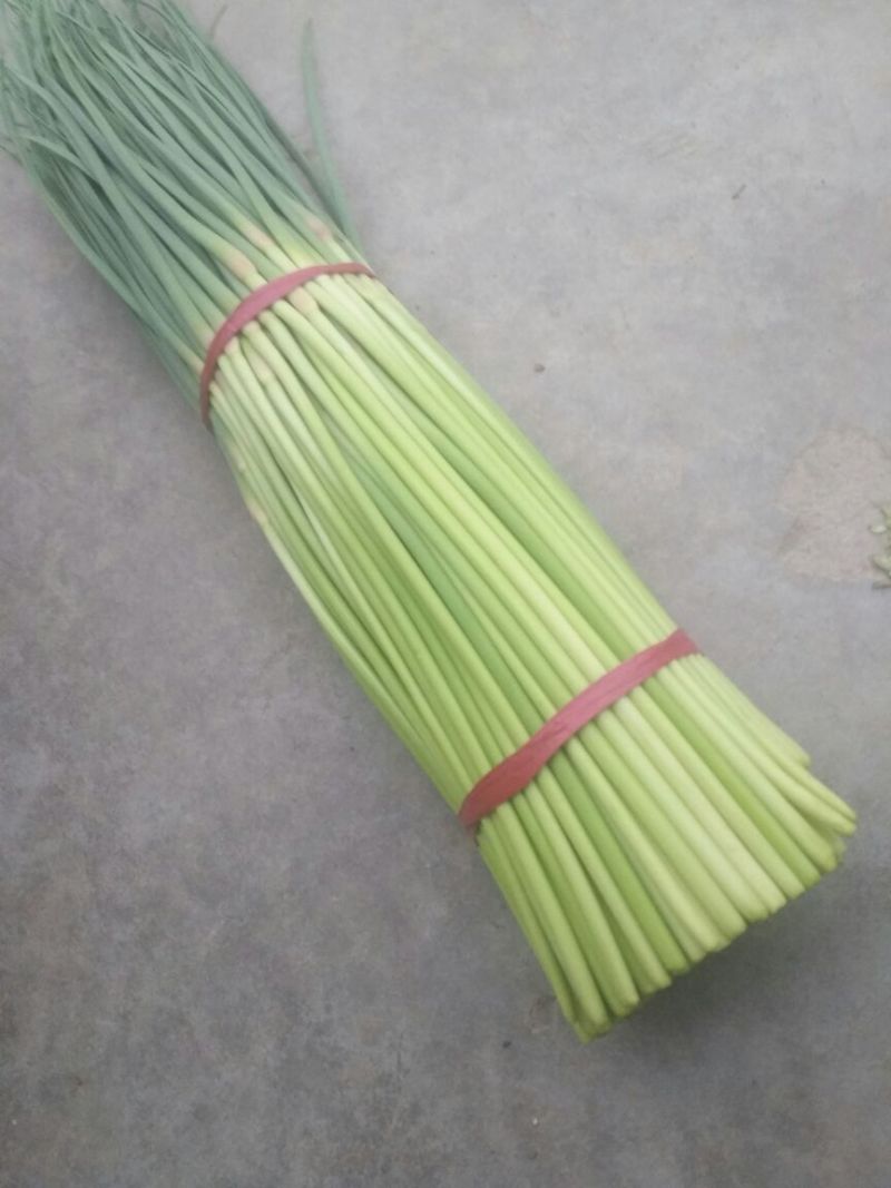 开封精品红帽杂交蒜薹精品50-60公分质量保障欢迎联系