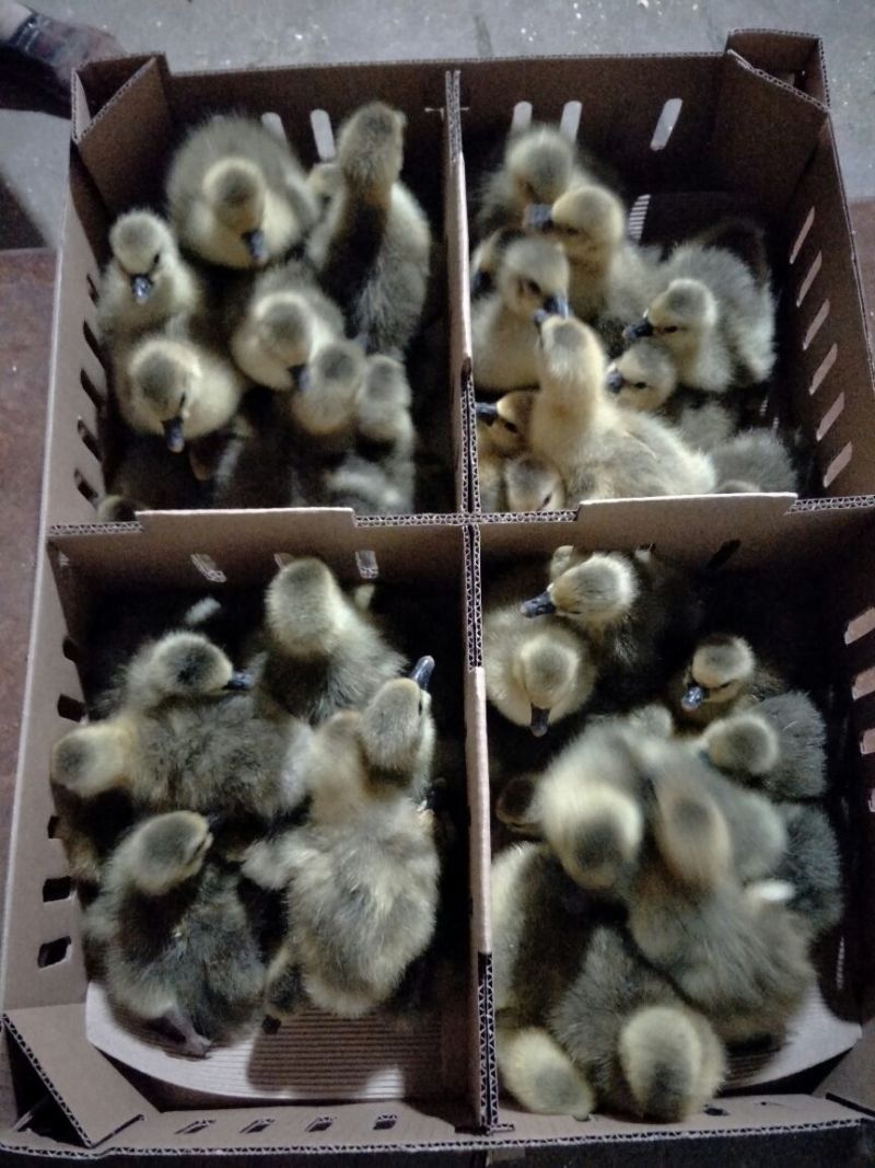 灰鹅肉鹅4斤以下