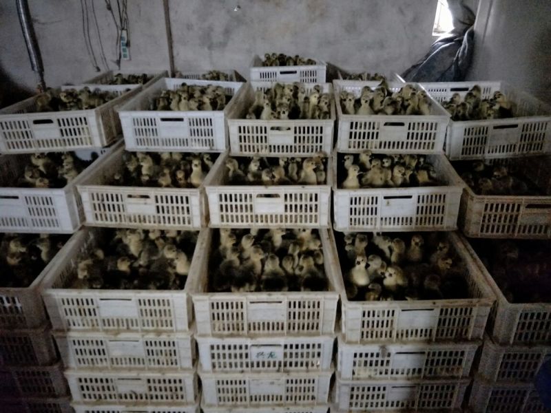 灰鹅肉鹅4斤以下