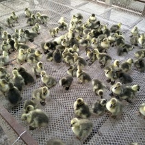 灰鹅肉鹅4斤以下