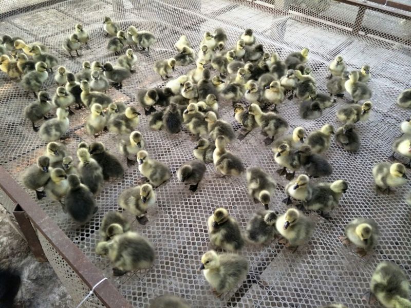 灰鹅肉鹅4斤以下