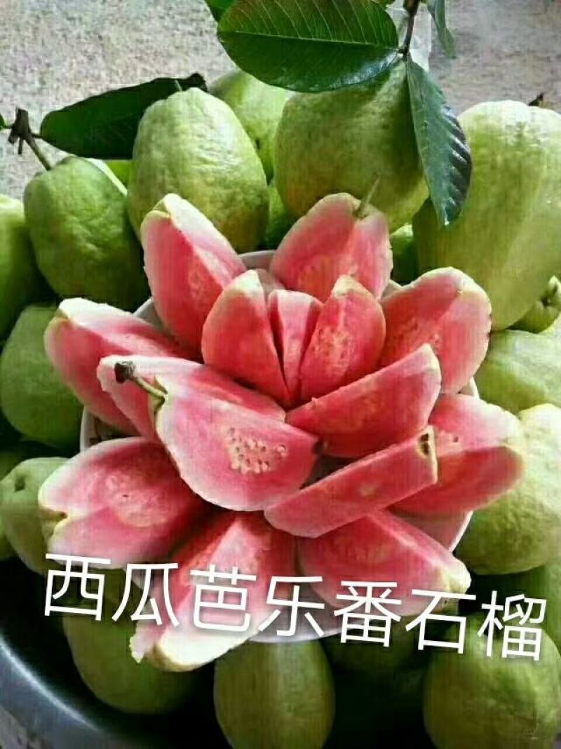 珍珠番石榴苗4元红心番石榴苗6.5元，红宝石番石榴