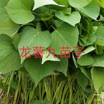 红薯苗25~35cm