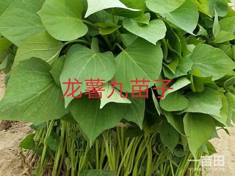红薯苗25~35cm