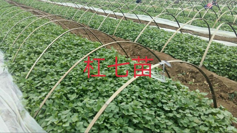 红薯苗25~35cm