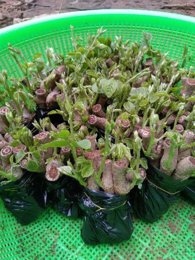 葛根种苗无渣粉葛苗无渣粉葛苗菜葛苗甜葛苗绿化苗木