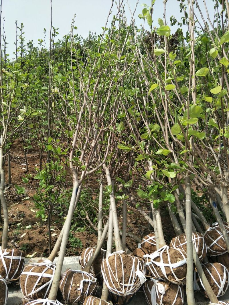 【推荐】南阳南召玉兰树2~4cm紫玉兰，白玉兰基地直供