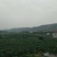 葛根种苗无渣粉葛苗无渣粉葛苗菜葛苗甜葛苗绿化苗木