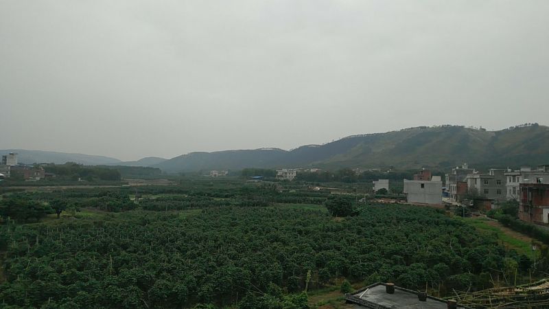 葛根种苗无渣粉葛苗无渣粉葛苗菜葛苗甜葛苗绿化苗木