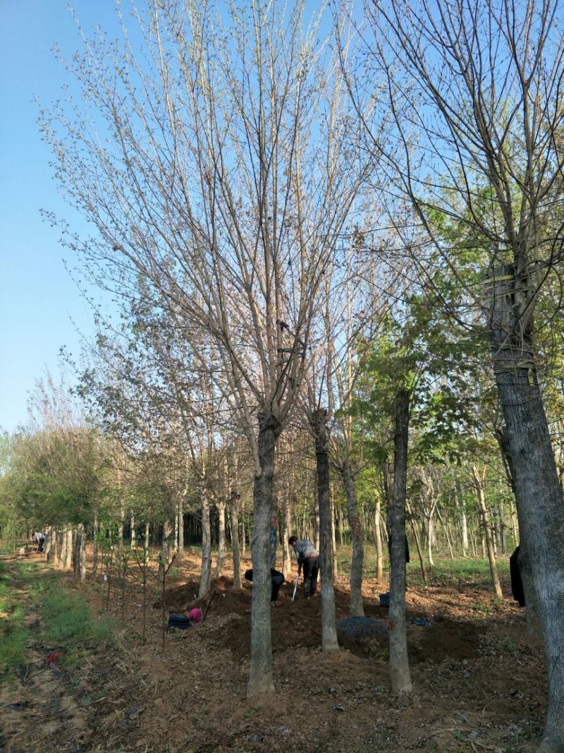 【牛商推荐】南阳南召五角枫261~300cm