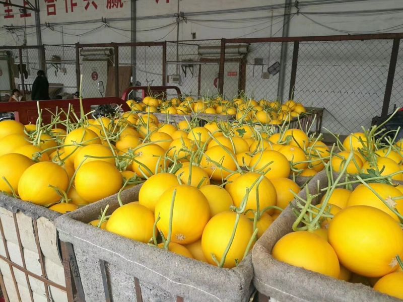 久红瑞甜瓜，糖度高，好货2斤以上