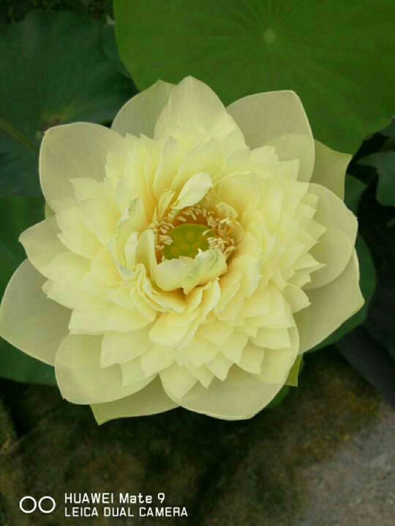 荷花60cm以上