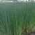 荷花60cm以上
