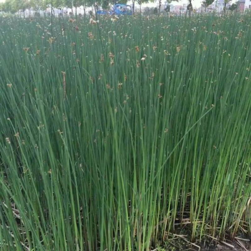 荷花60cm以上