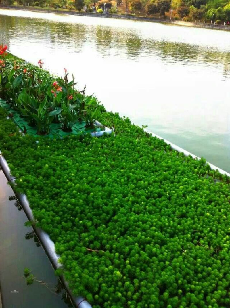 荷花60cm以上