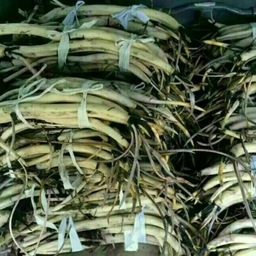 荷花60cm以上