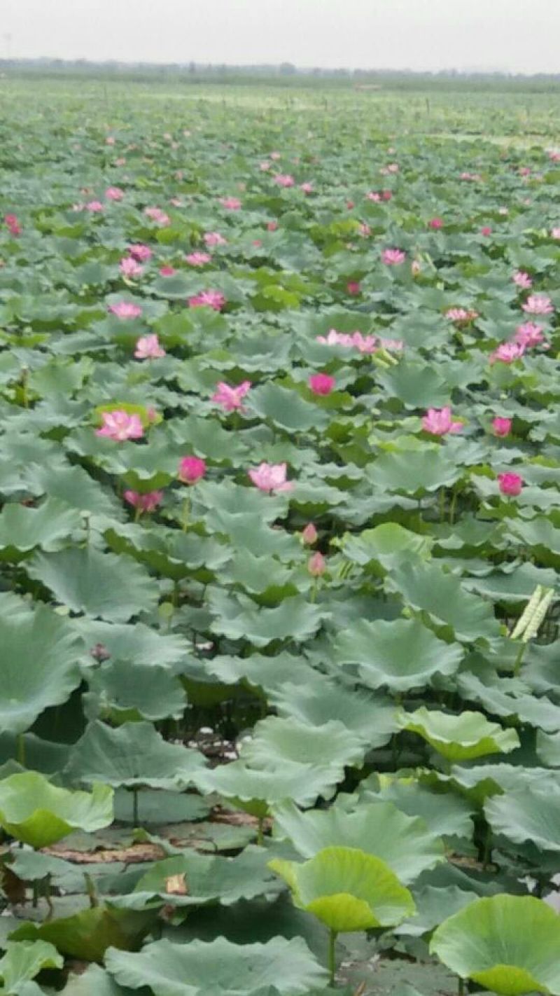荷花60cm以上