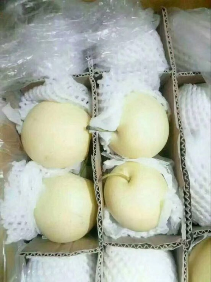 净树皇冠梨，皇冠梨二级皇冠梨郑强果品交易中心