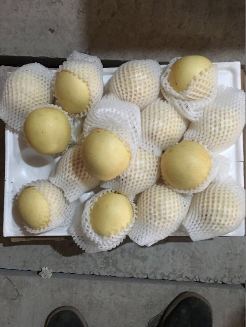 净树皇冠梨，皇冠梨二级皇冠梨郑强果品交易中心
