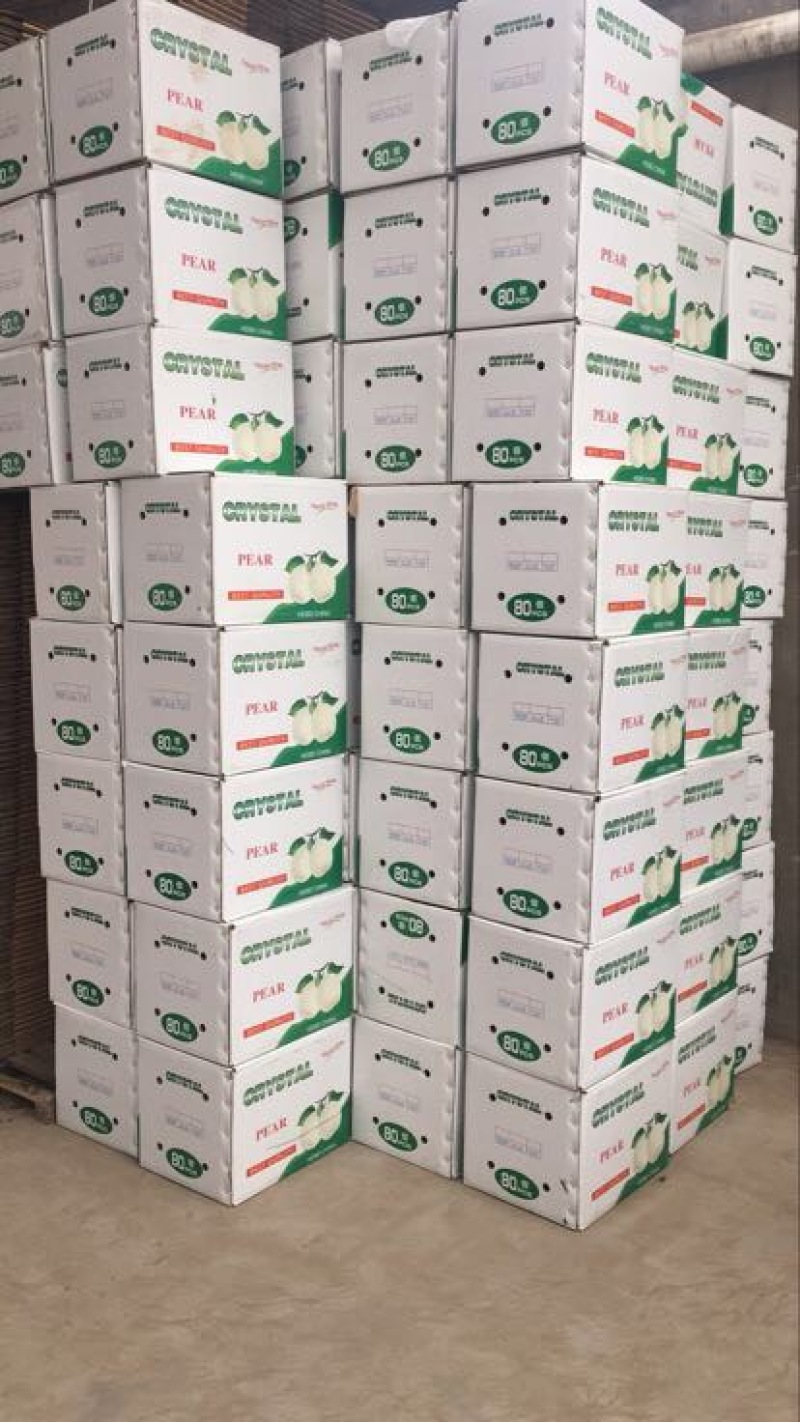 净树皇冠梨，皇冠梨二级皇冠梨郑强果品交易中心