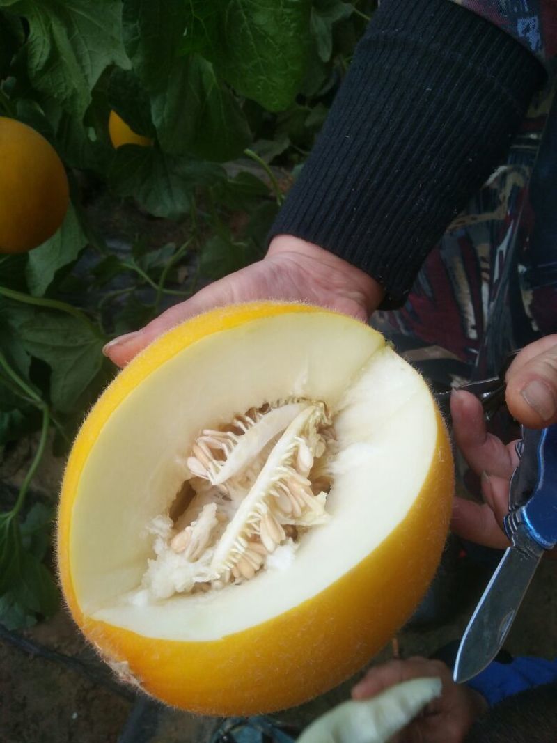 久红瑞，带纹不带纹都有，诚信代发，电商批发商，保证质量