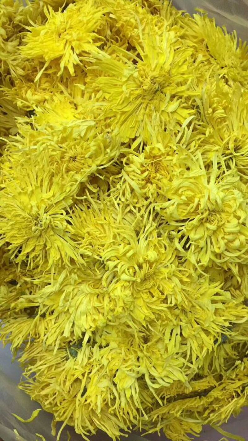菊花种苗金丝黄菊、亳菊、婺源、苏北、杭白、北京菊、贡菊