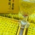 菊花种苗金丝黄菊、亳菊、婺源、苏北、杭白、北京菊、贡菊